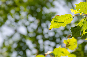 An upside view from below the trees in a forest with a silhouette of a dragonfly in a leaf