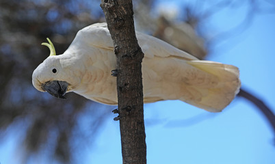 Kakadu Papagei in Australien