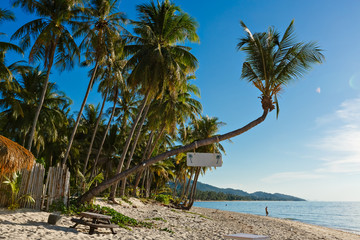 Coconut Palm tree on white sandy beach. Panoramic view.