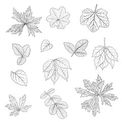 vector drawing leaves