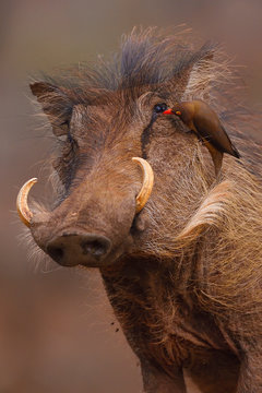Bird sitting on warthog