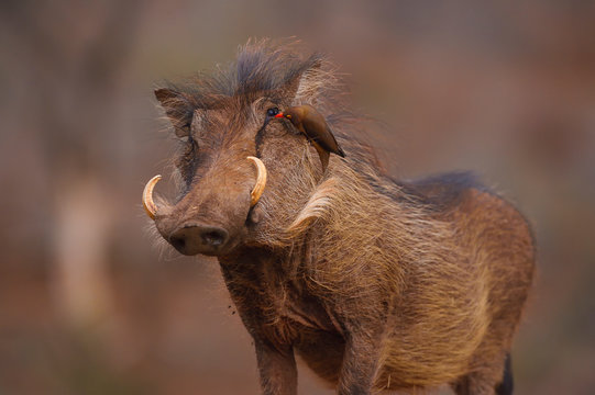 Bird sitting on warthog