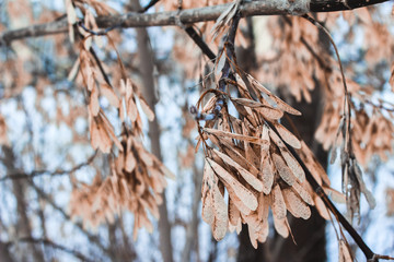 branch of a tree in winter