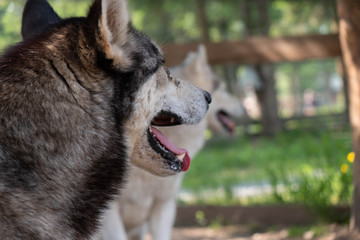 Huskies walk in the valley in the summer. Husky