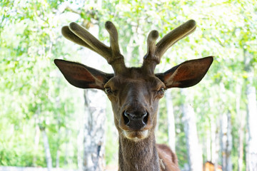 Portrait of a deer with horns. deer portrait