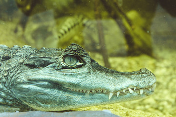 crocodile with mouth wide open
