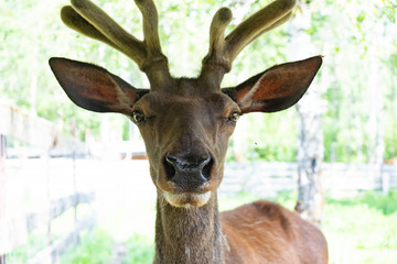 Portrait of a deer with horns. deer portrait