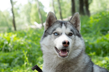 Dog breed husky on the chain. Husky summer