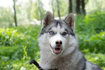 Dog breed husky on the chain. Husky summer