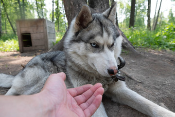 Dog breed husky on the chain. Husky summer