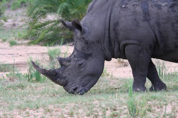 gros plan sur un rhinocéros dans la savane en Afrique du Sud