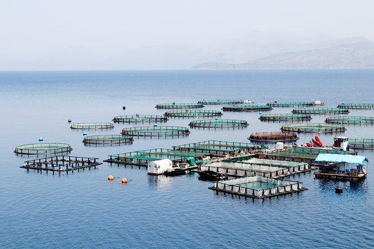 Fish farm with cages floating in the greek sea