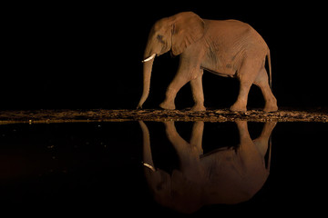 Elephant walking reflection in water