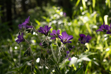 Violet flowers in the forest. Flowers bells