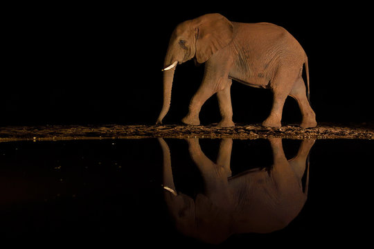 Elephant walking reflection in water