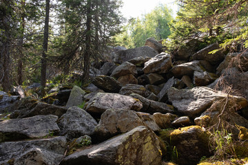 Fototapeta na wymiar Climbing a mountain from a stone of a krumnik and coniferous trees. Wall mural