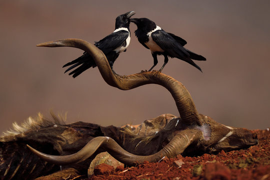 Two&nbsp;pied crows on antelope carcass, South Africa