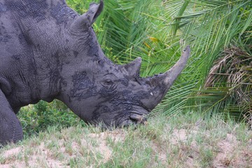 gros plan sur un rhinocéros dans la savane en Afrique du Sud
