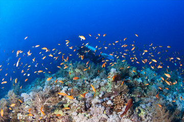 A diver explores tropical coral reef. 