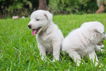 Thai bangkaew dog 2 cute white puppies playing in the park and look at camera sitting in grass.