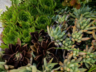 mix succulent plants at garden
