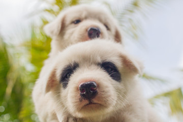 Thai bangkaew dog, 2 cute white puppies in the garden and looking at the camera
