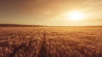 Obraz premium Great Sunset On The Field
