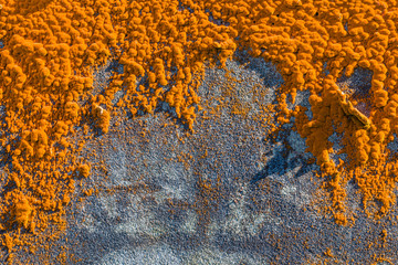 Old house overgrown orange lichen, Sao Miguel Island, Azores