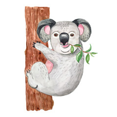 Watercolor illustration with cute koala. Exotic australian animal, isolated. Cartoon exotic jungle print, summer art.
