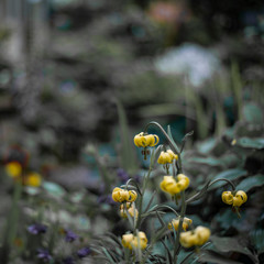 Composition of yellow flowers 