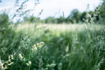 grass on background of blue sky