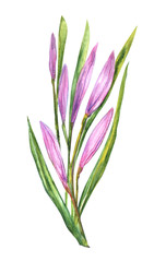 Watercolor ornamental colored leaves and violet flowers on white isolated background for use in design, print on t-shirt, postcard, cover