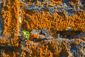 Old house overgrown orange lichen, Sao Miguel Island, Azores