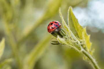 ladybug on leaf