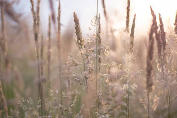 Fototapeta premium grass in the wind