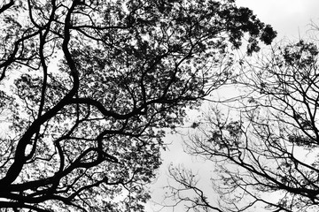 Looking up in Forest - Tree branches nature abstract - monochrome