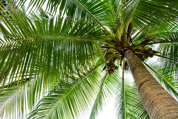 Fototapety  piękna palma