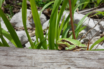 Greeen frog