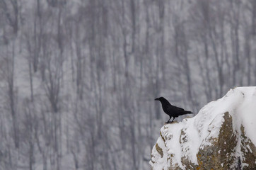 Winter raven
