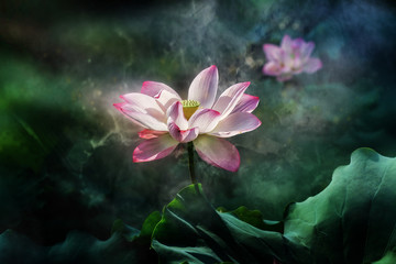 Obraz na płótnie Canvas white lotus flower blooming, dark background