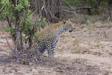 un léopard assis dans la savane en Afrique du Sud