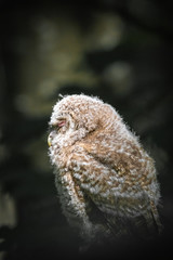 Baby owl