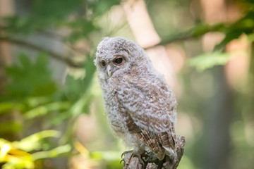 Baby owl
