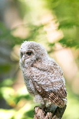 Baby owl
