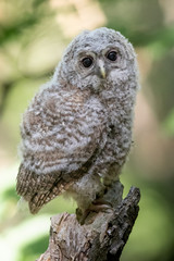 baby owl