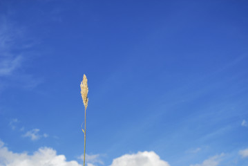 草　空　雲　素材