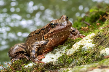 Lazy frog