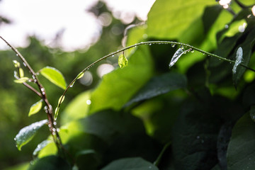 Green leaves in sunset light