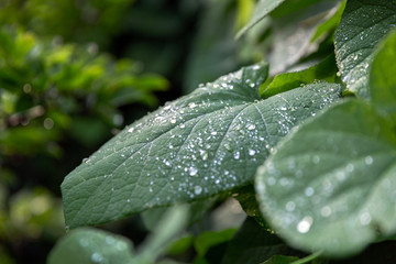 Droplets of water on the leaves