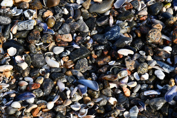 Different seashells and small stones with beach sand in the surf of Black sea coastline. Natural beach pebble texture. Travel background. Sea vacation backdrop. 